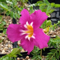 Incarvillea compacta